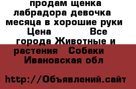 продам щенка лабрадора девочка 2 месяца в хорошие руки › Цена ­ 8 000 - Все города Животные и растения » Собаки   . Ивановская обл.